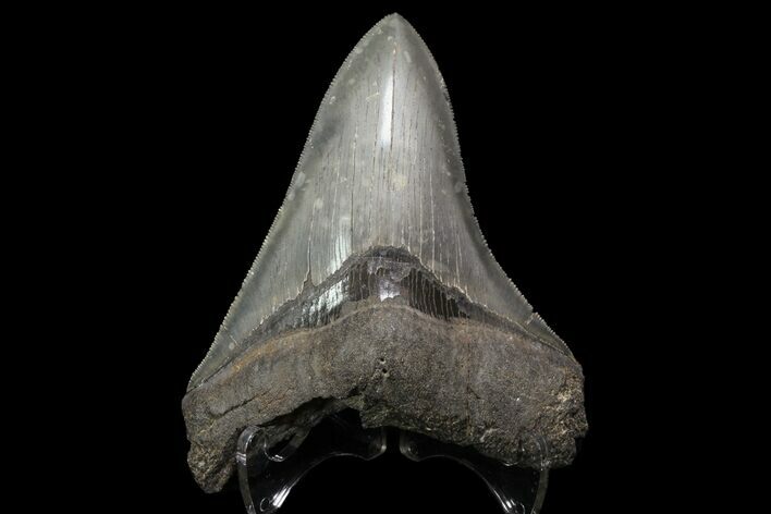 Serrated, Fossil Megalodon Tooth - Nice Tip! #76463